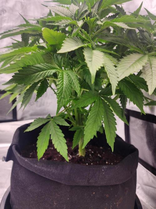 SASHA and MONSTER. Week 8