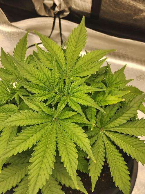 SASHA and MONSTER. Week 8