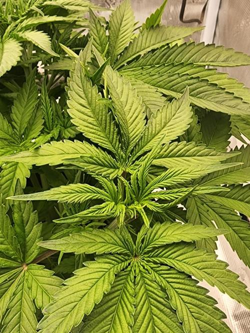 SASHA and MONSTER. Week 8