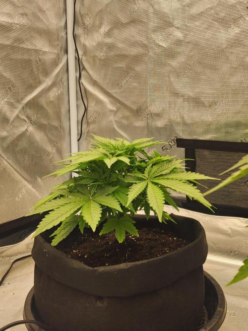 SASHA and MONSTER. Week 8