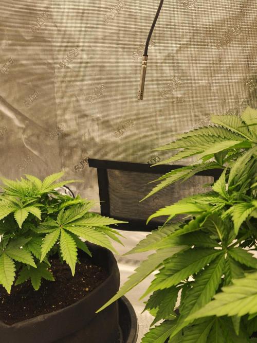 SASHA and MONSTER. Week 8