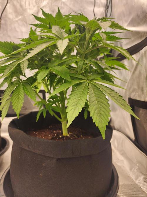 SASHA and MONSTER. Week 8