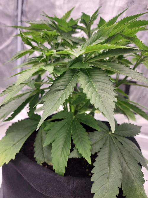 SASHA and MONSTER. Week 8