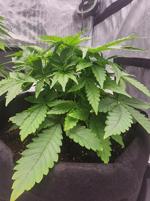 SASHA and MONSTER. Week 8