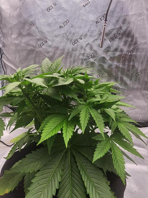 SASHA and MONSTER. Week 8