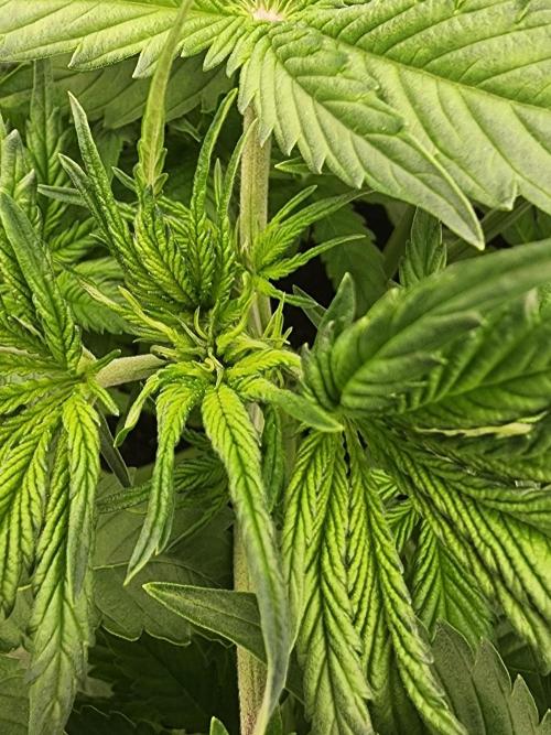 SASHA and MONSTER. Week 8