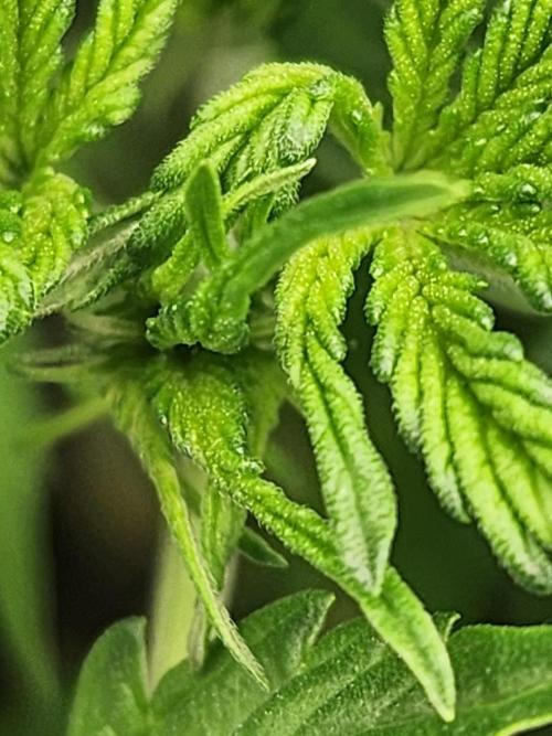 SASHA and MONSTER. Week 8