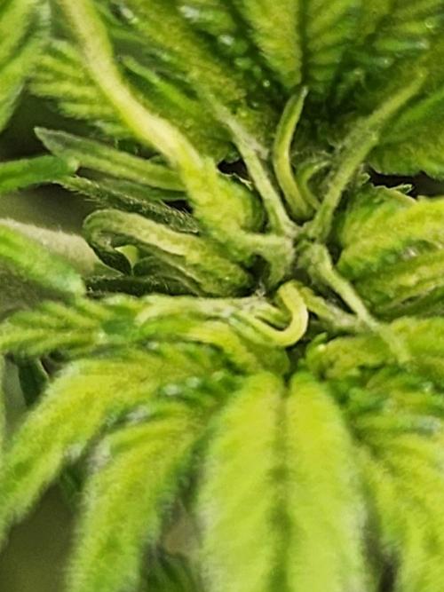 SASHA and MONSTER. Week 8