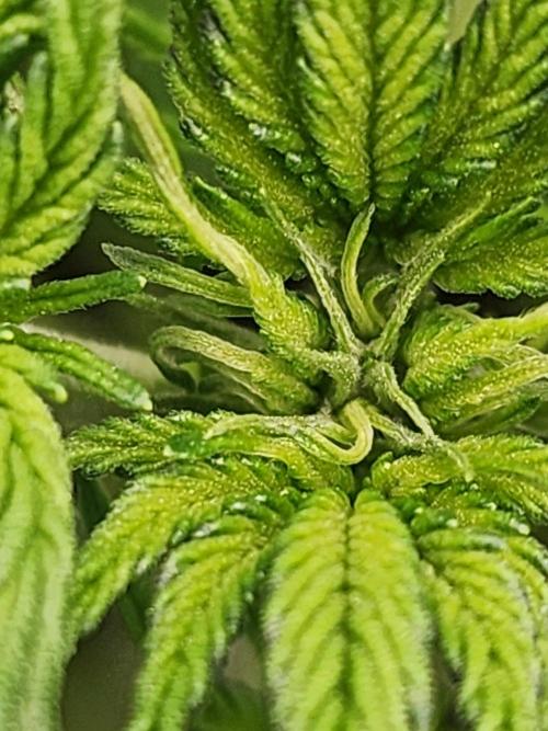 SASHA and MONSTER. Week 8