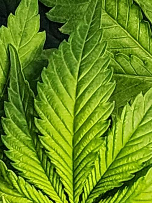 SASHA and MONSTER. Week 8