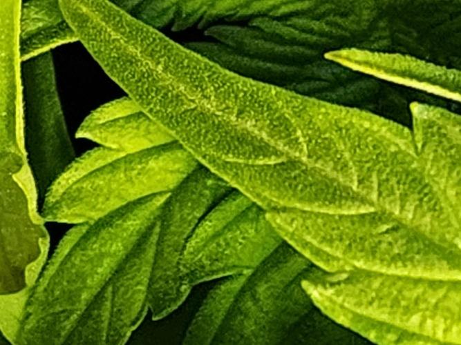 SASHA and MONSTER. Week 8