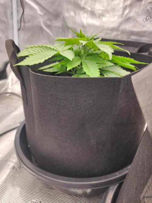 SASHA and MONSTER. Week 8