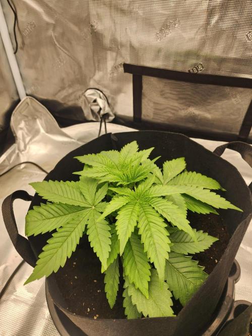 SASHA and MONSTER. Week 8