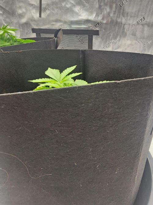 SASHA and MONSTER. Week 8