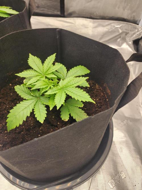 SASHA and MONSTER. Week 8