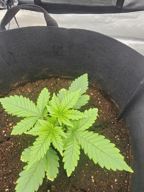 SASHA and MONSTER. Week 8