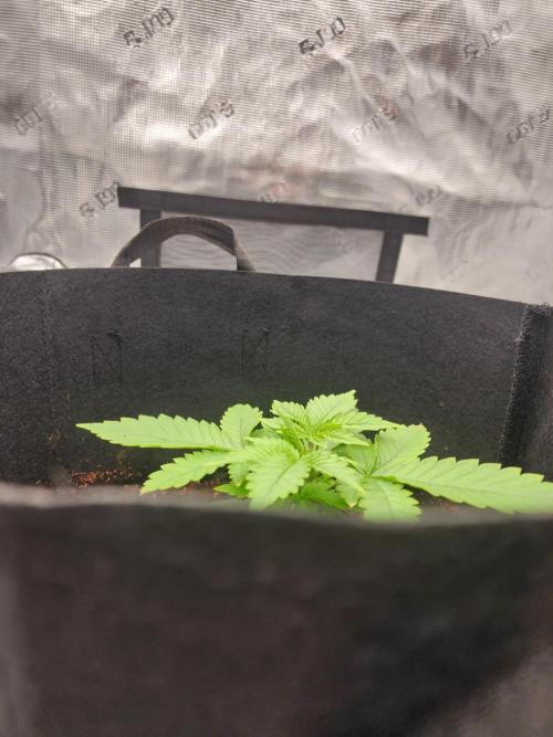 SASHA and MONSTER. Week 8