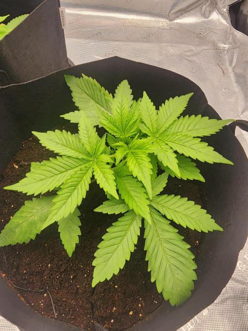 SASHA and MONSTER. Week 8