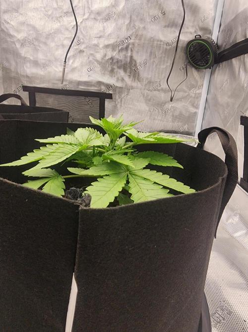 SASHA and MONSTER. Week 8