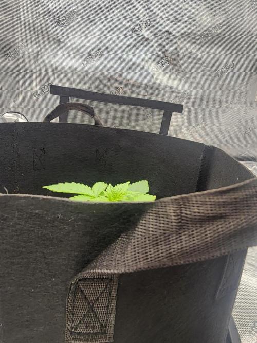 SASHA and MONSTER. Week 8