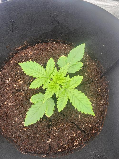 SASHA and MONSTER. Week 8