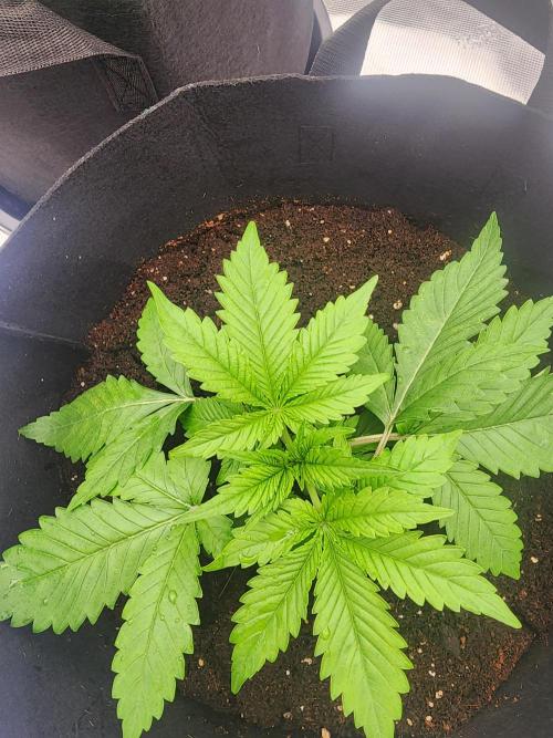 SASHA and MONSTER. Week 8