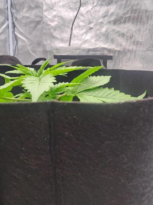 SASHA and MONSTER. Week 8