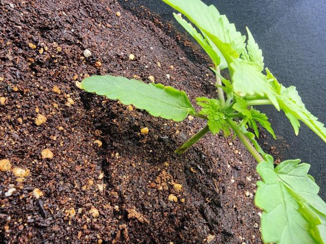 SASHA and MONSTER. Week 8