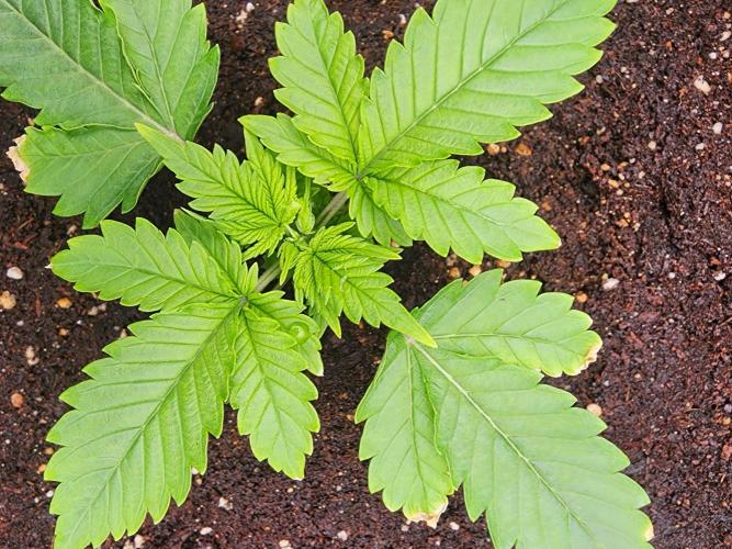 SASHA and MONSTER. Week 8