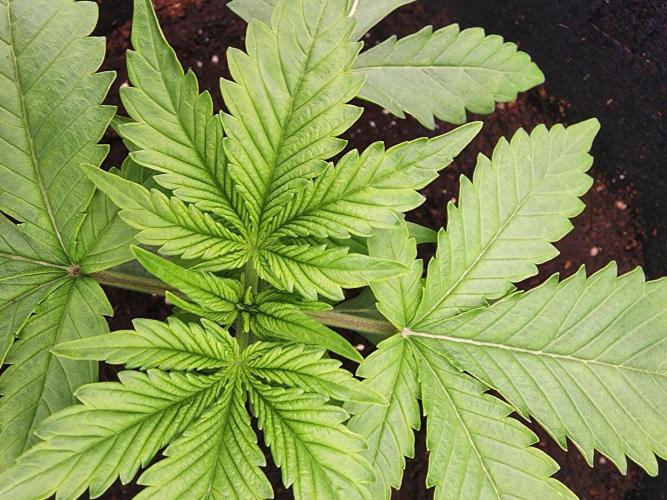 SASHA and MONSTER. Week 8