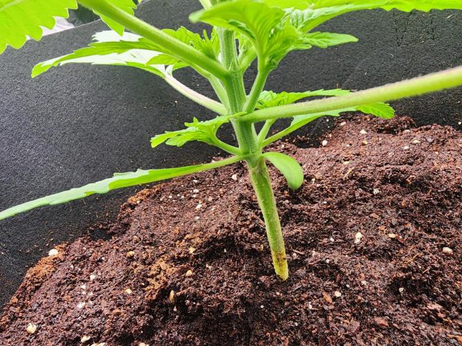 SASHA and MONSTER. Week 8