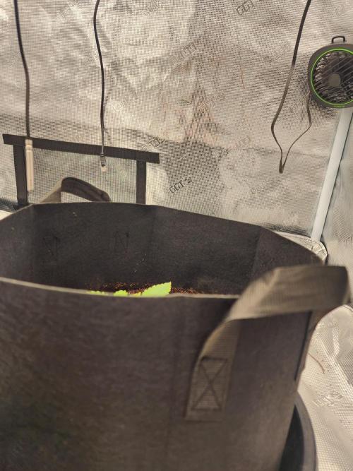 SASHA and MONSTER. Week 8