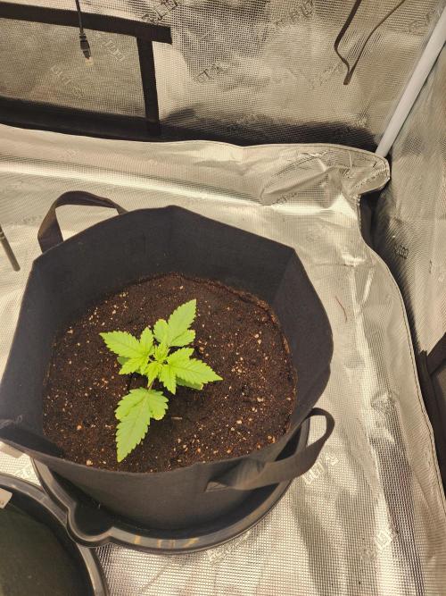 SASHA and MONSTER. Week 8