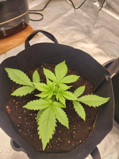 SASHA and MONSTER. Week 8