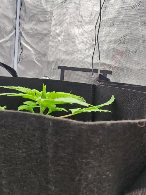 SASHA and MONSTER. Week 8