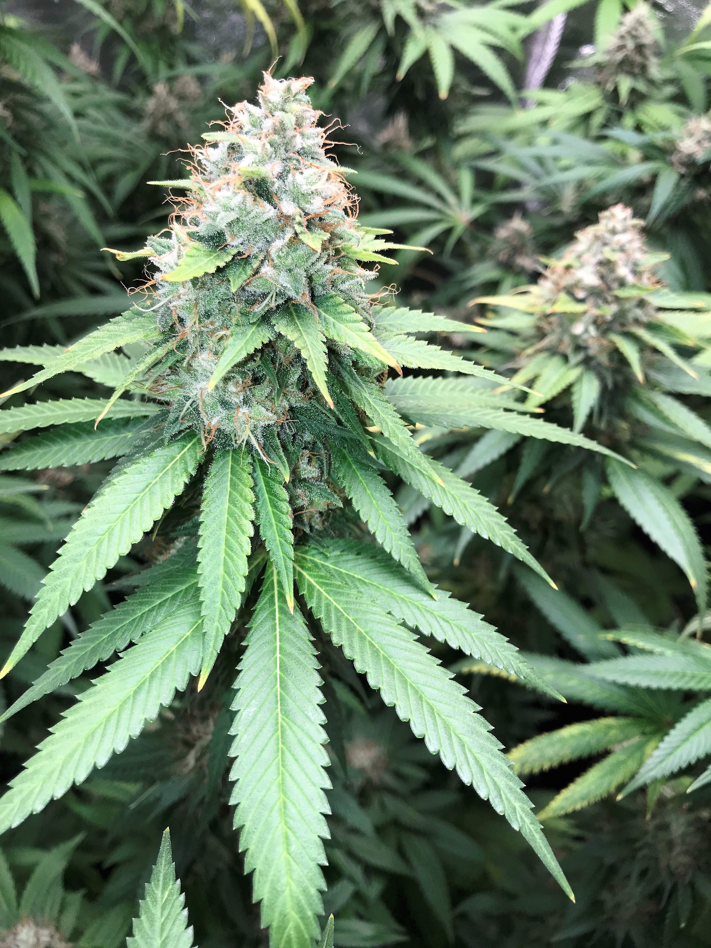 Original Sensible Seeds Girl Scout Cookies grow diary (journal) week13