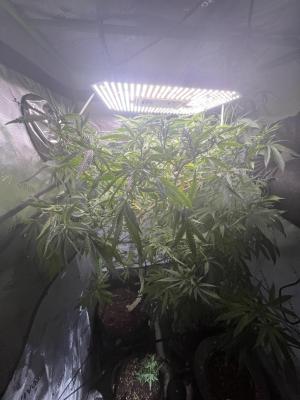 Comment by mftexans420too photo #1