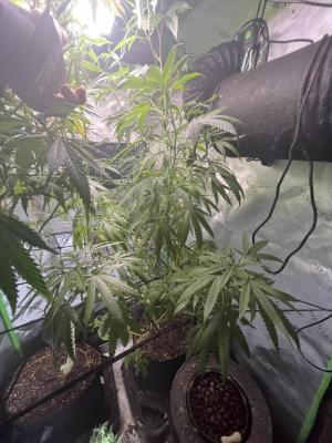 Comment by mftexans420too photo #2