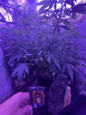 Comment by mftexans420too photo #3