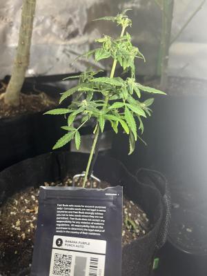 Comment by mftexans420too photo #4