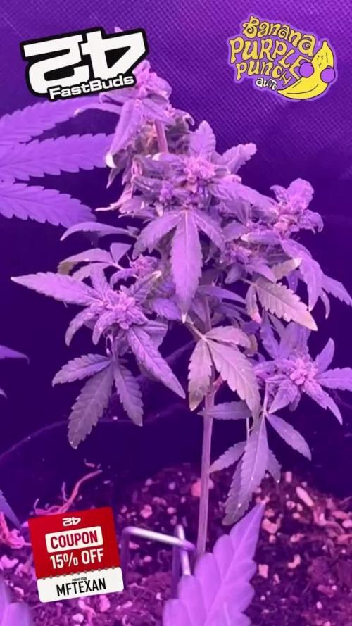 Fastbuds