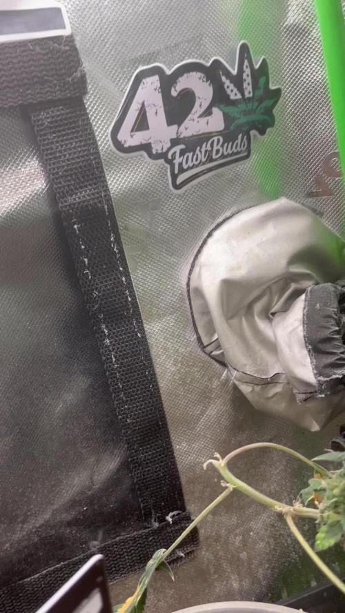 Fastbuds