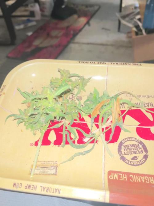 Fastbuds