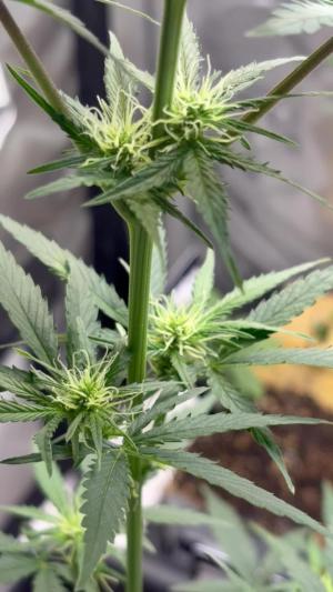 Comment by mftexans420too photo #3