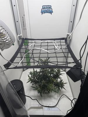 Comment by mftexans420too photo #4