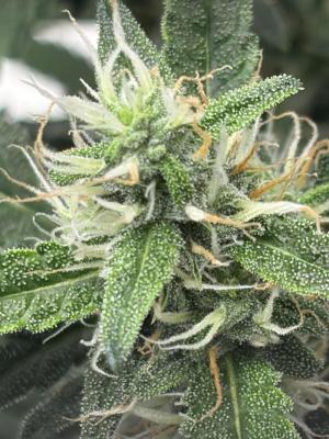 Comment by mftexans420too photo #5