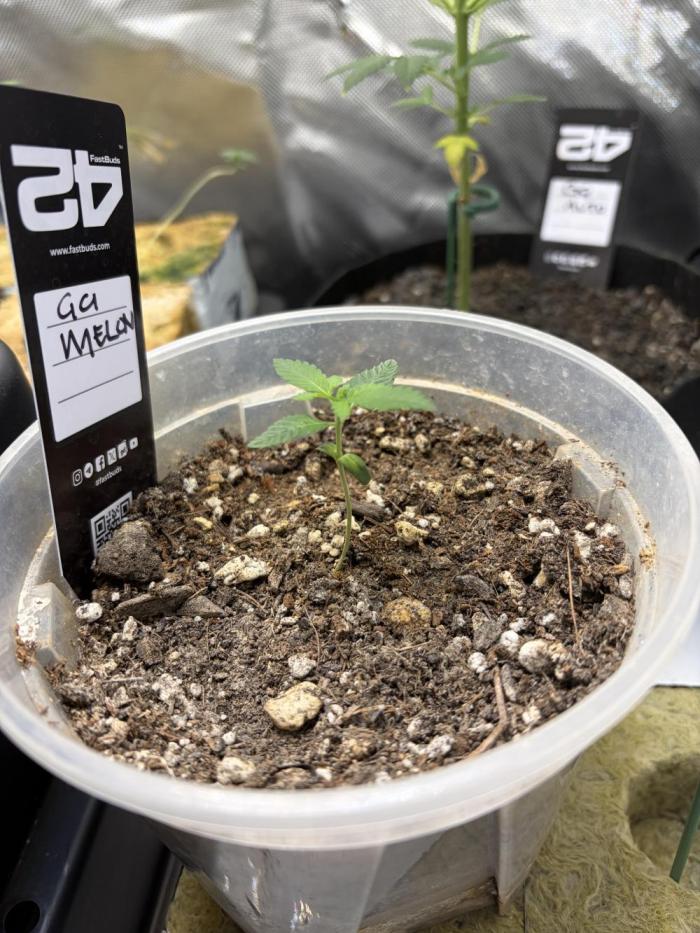 Gorillaz in the Mist. Week 1