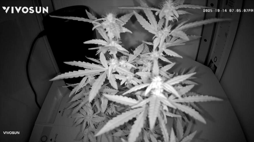 Mz Blizz. Week 7 - Night shift 