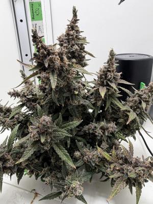 Comment by mftexans420too photo #1