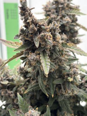 Comment by mftexans420too photo #2